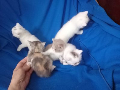 Британские котята разных окрасов