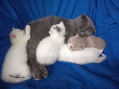 Британские котята разных окрасов