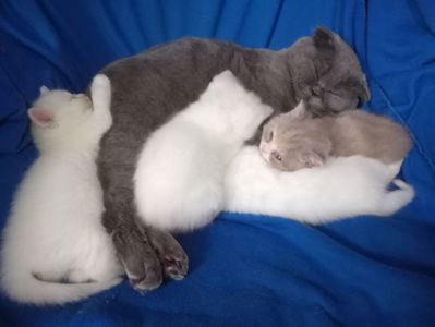 Британские котята разных окрасов