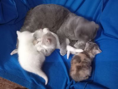 Британские котята разных окрасов