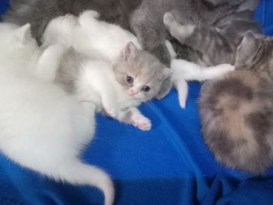 Британские котята разных окрасов