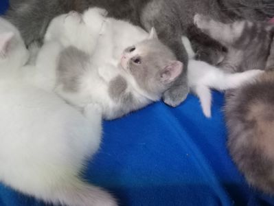 Британские котята разных окрасов