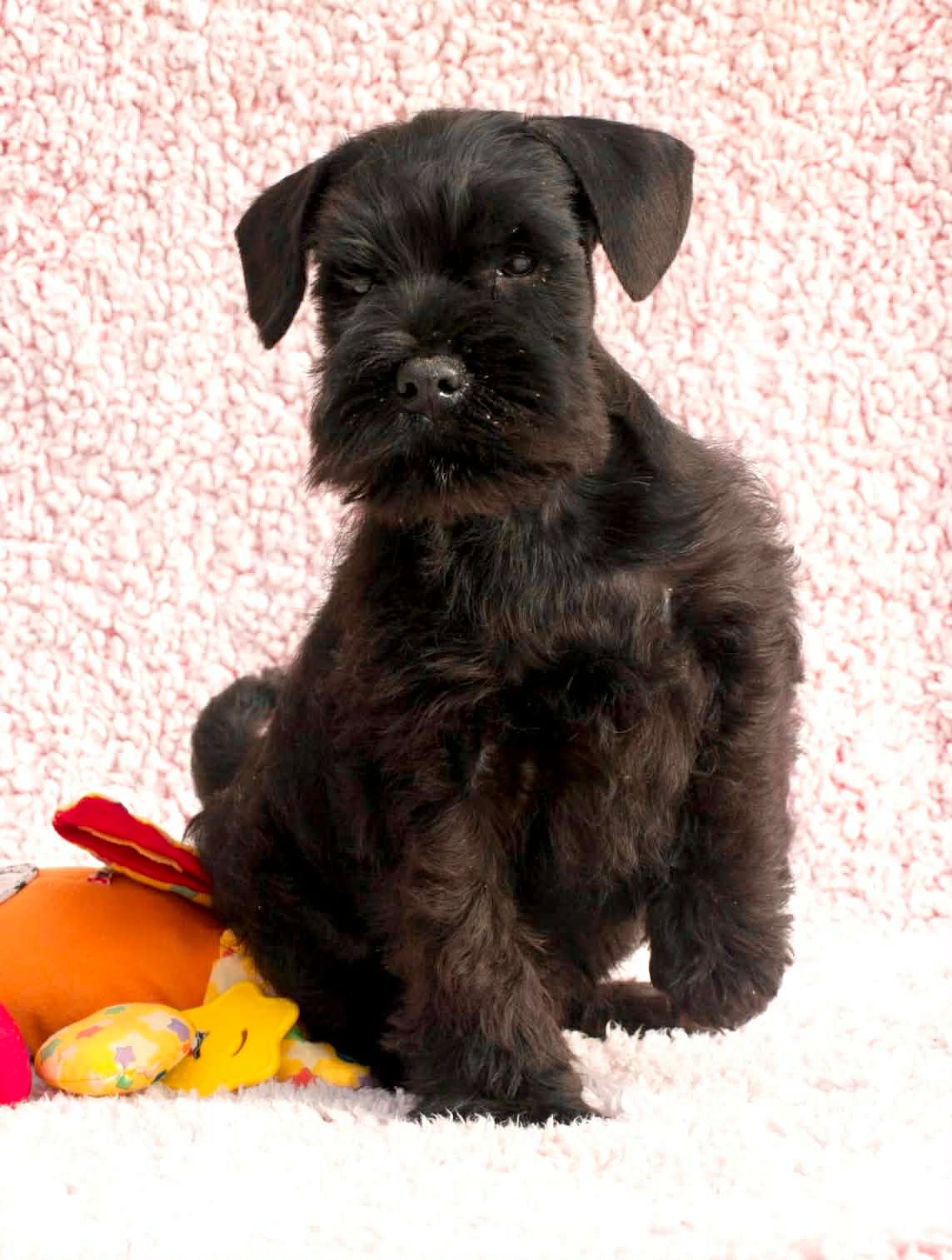 Хлопчик цвергшнауцер чорний