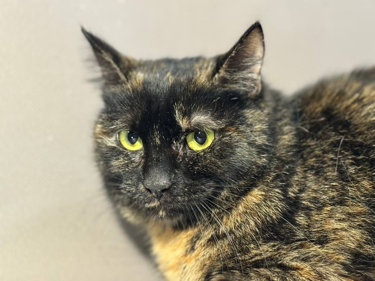 Берта, 2-3 роки