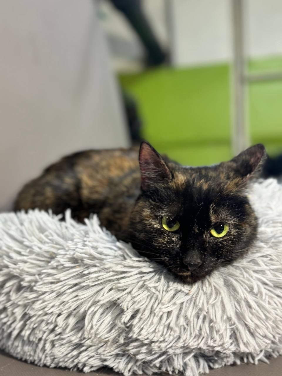 Берта, 2-3 роки