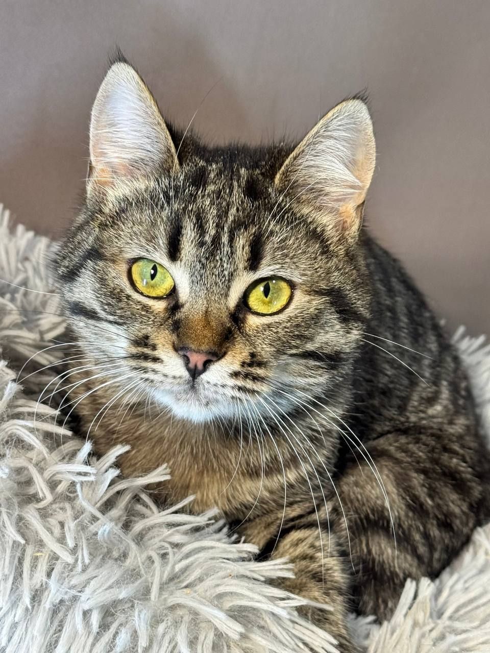 Карамелька, 5-6 місяців