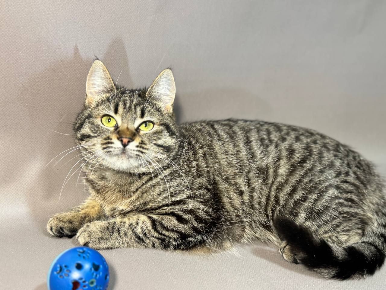 Карамелька, 5-6 місяців