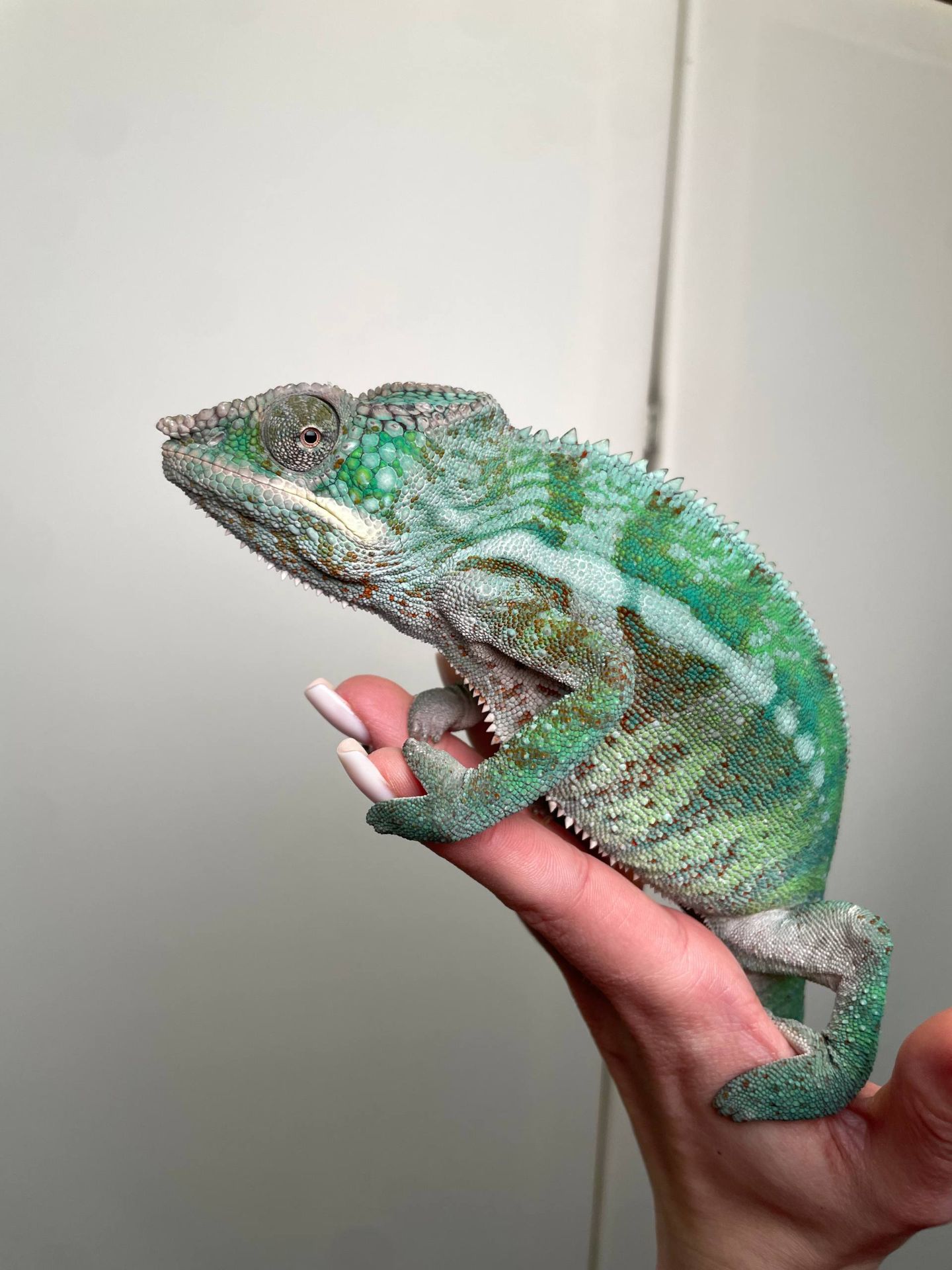 Пантеровий хамелеон, ручна екзотична ящірка