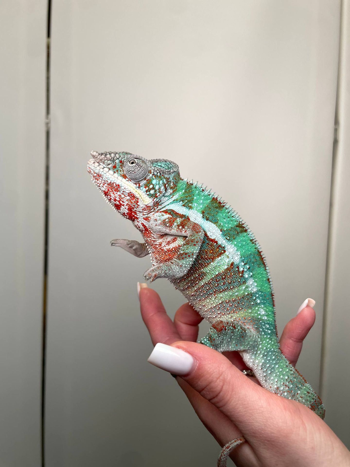 Пантеровий хамелеон, ручна екзотична ящірка