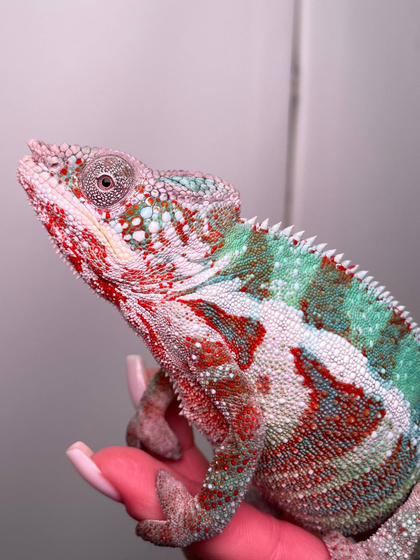 Пантеровий хамелеон, ручна екзотична ящірка