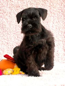 Хлопчик цвергшнауцер чорний