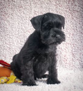 Хлопчик цвергшнауцер чорний