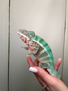 Пантеровий хамелеон, ручна екзотична ящірка