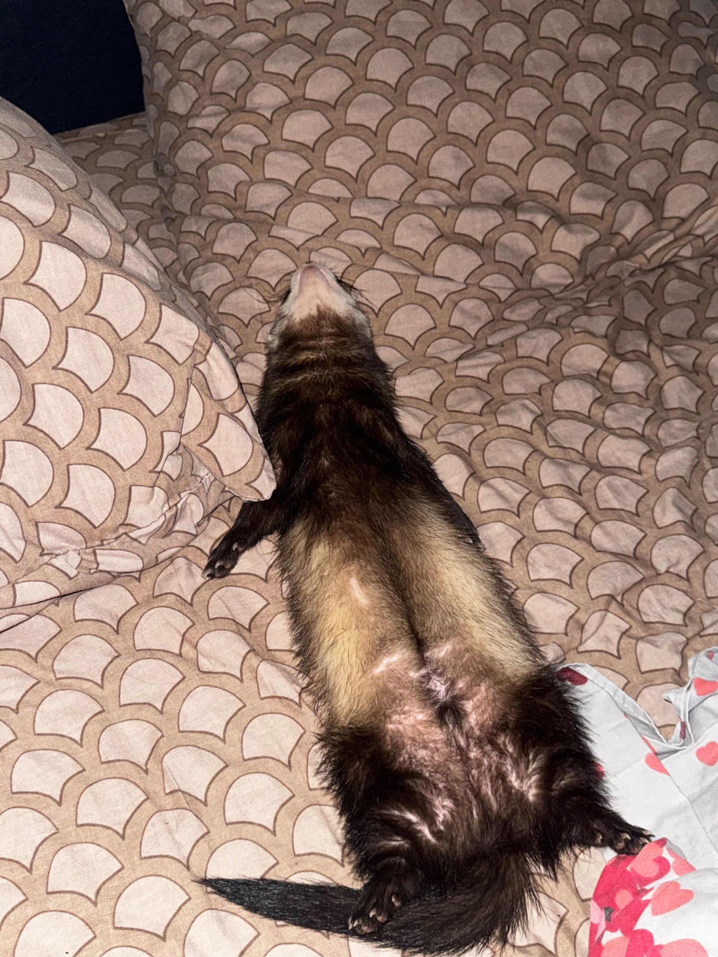 Самець тхорик на вʼязку 🐾