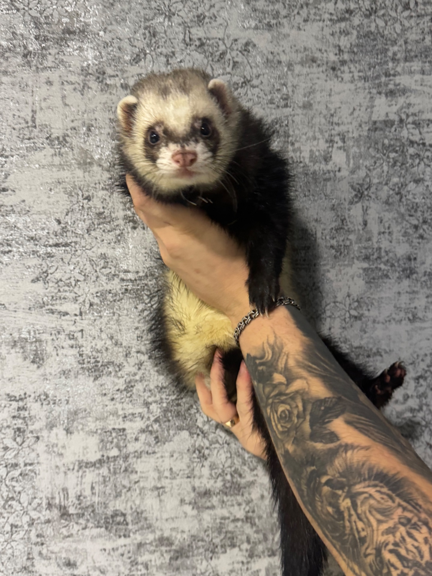 Самець тхорик на вʼязку 🐾