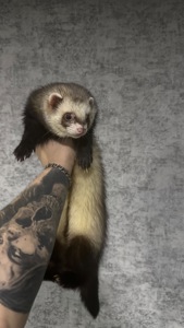 Самець тхорик на вʼязку 🐾