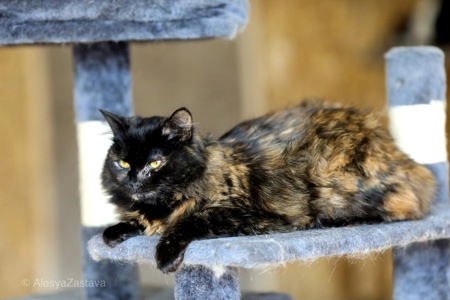 Пухнаста Пеппа