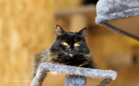 Пухнаста Пеппа