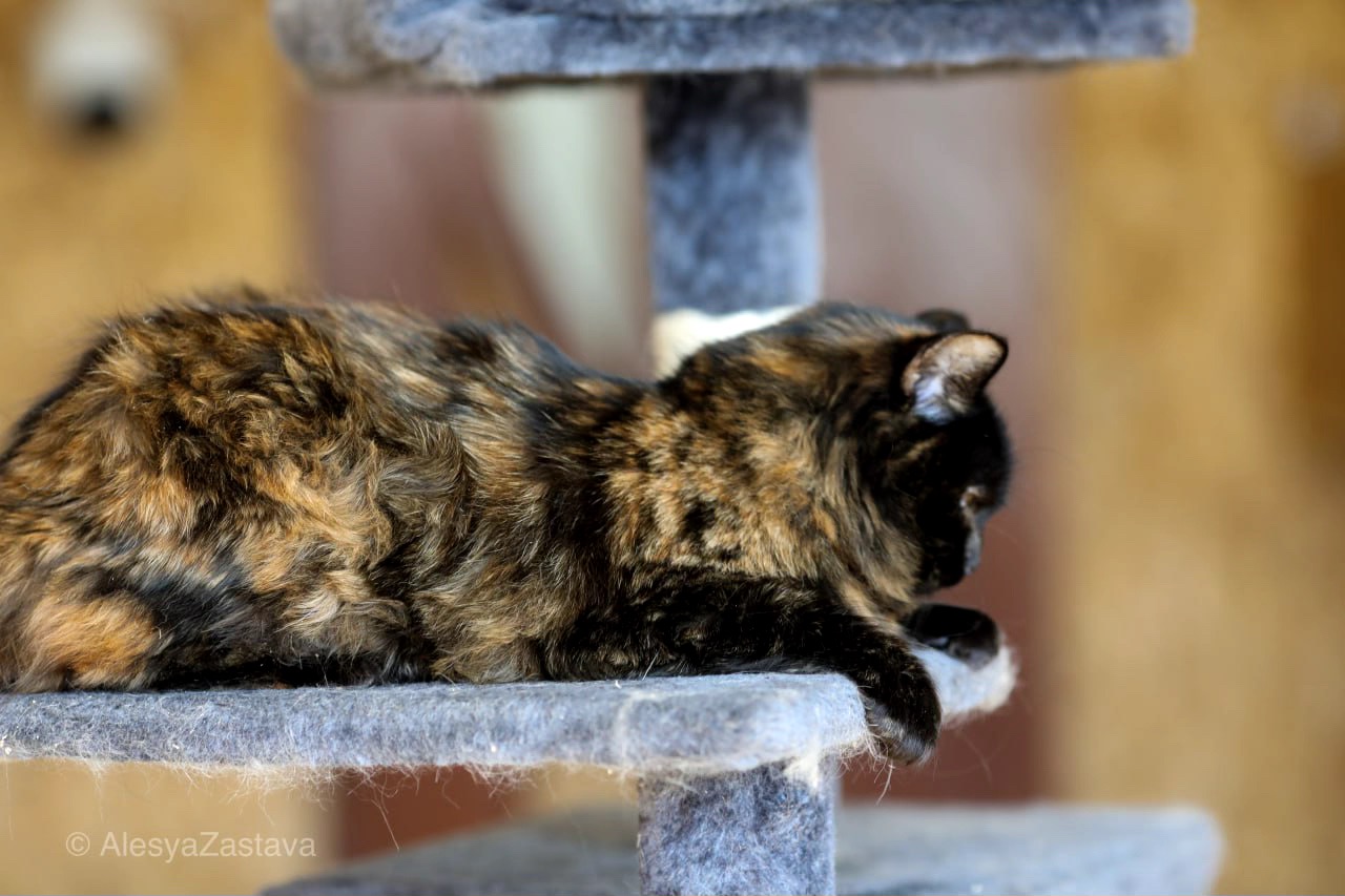 Пухнаста Пеппа