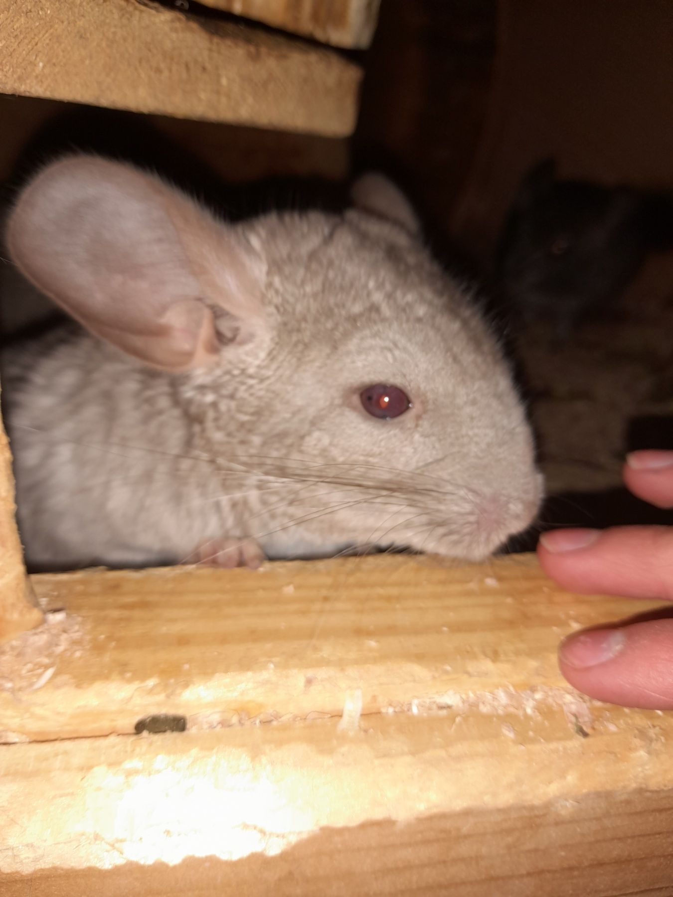 Шиншили шушики