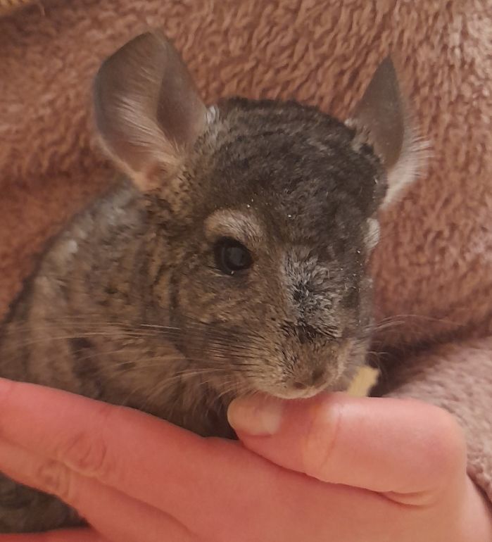 Шиншили шушики