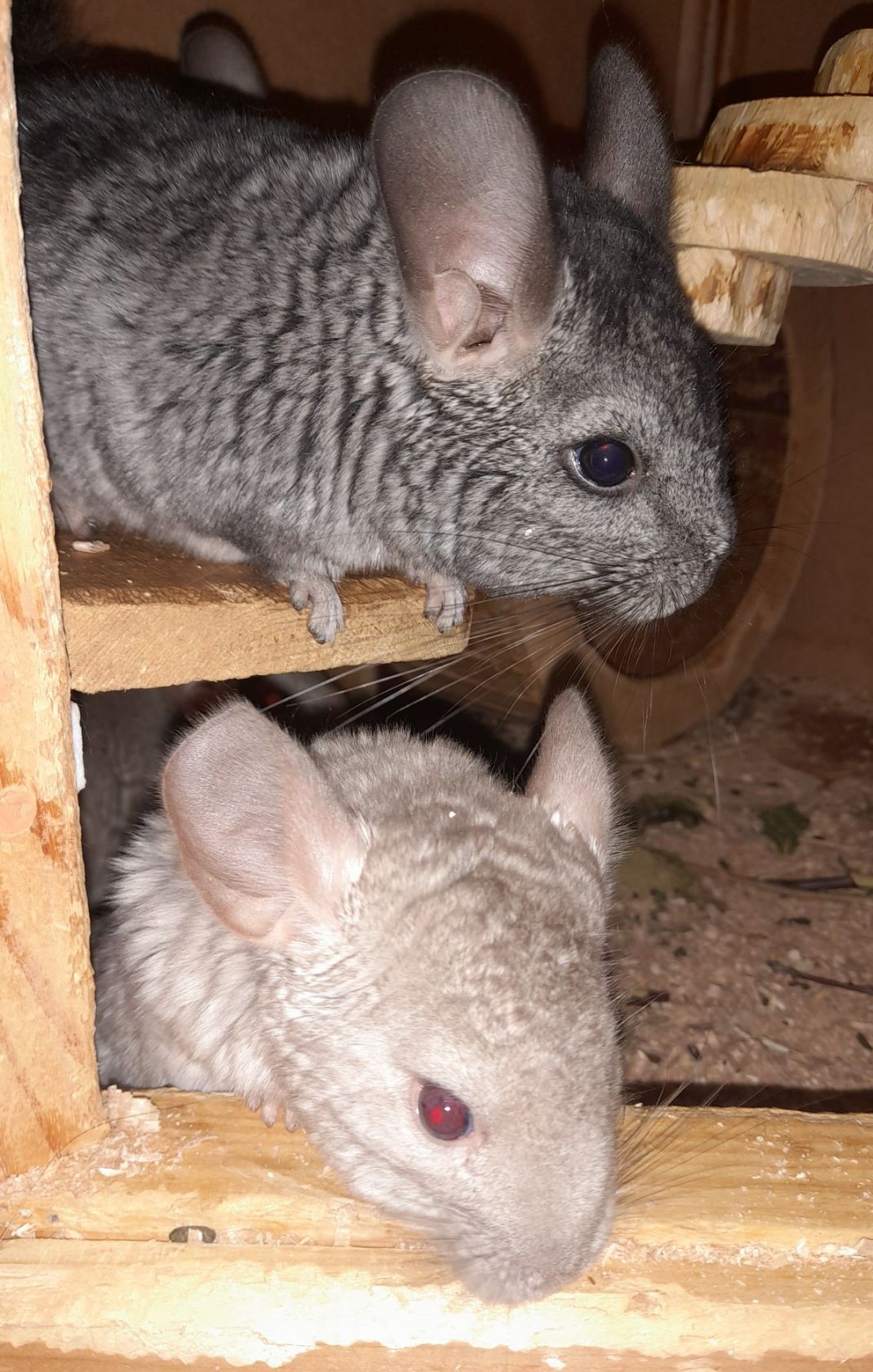 Шиншили шушики