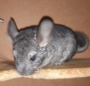 Шиншили шушики