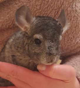 Шиншили шушики