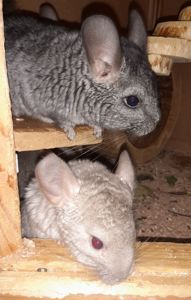 Шиншили шушики