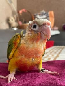 Ручные пиррура