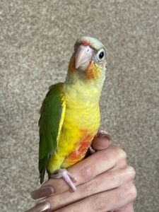 Ручные пиррура ананас