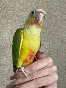 Ручные пиррура ананас