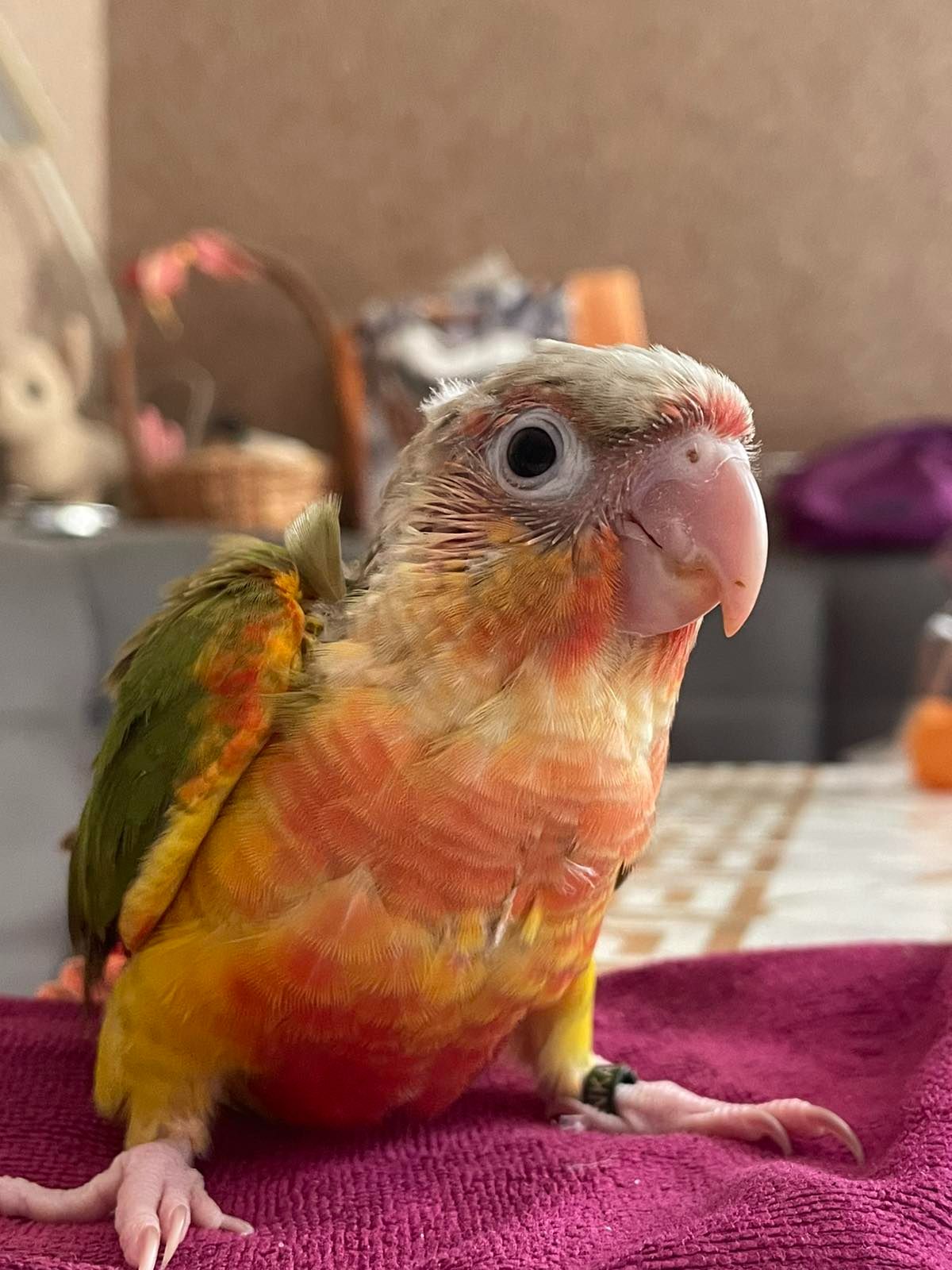 Ручные пиррура