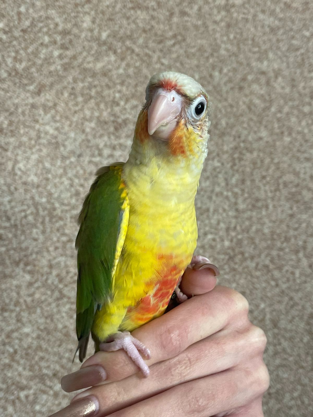 Ручные пиррура ананас