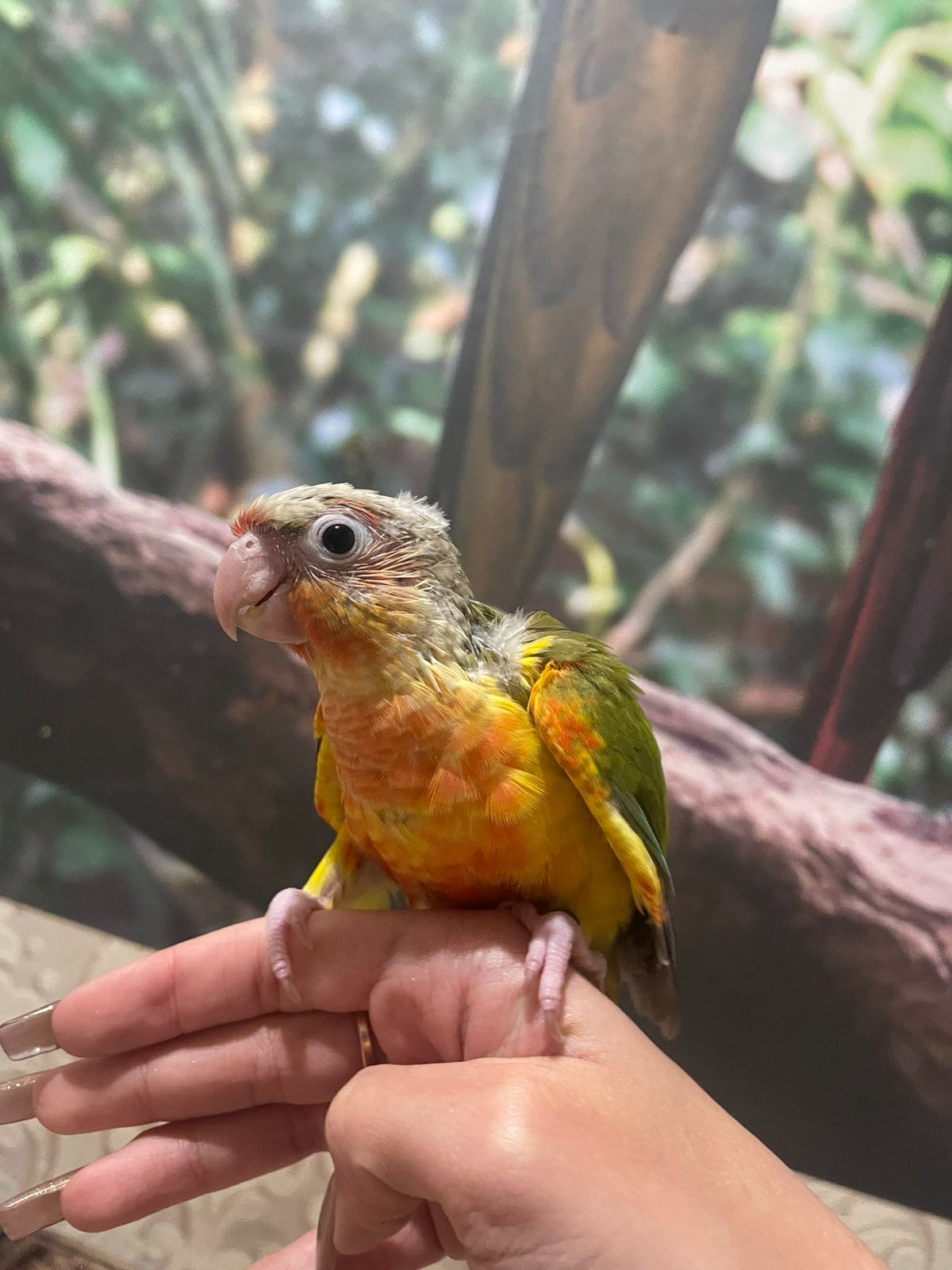 ручні піррура ананас