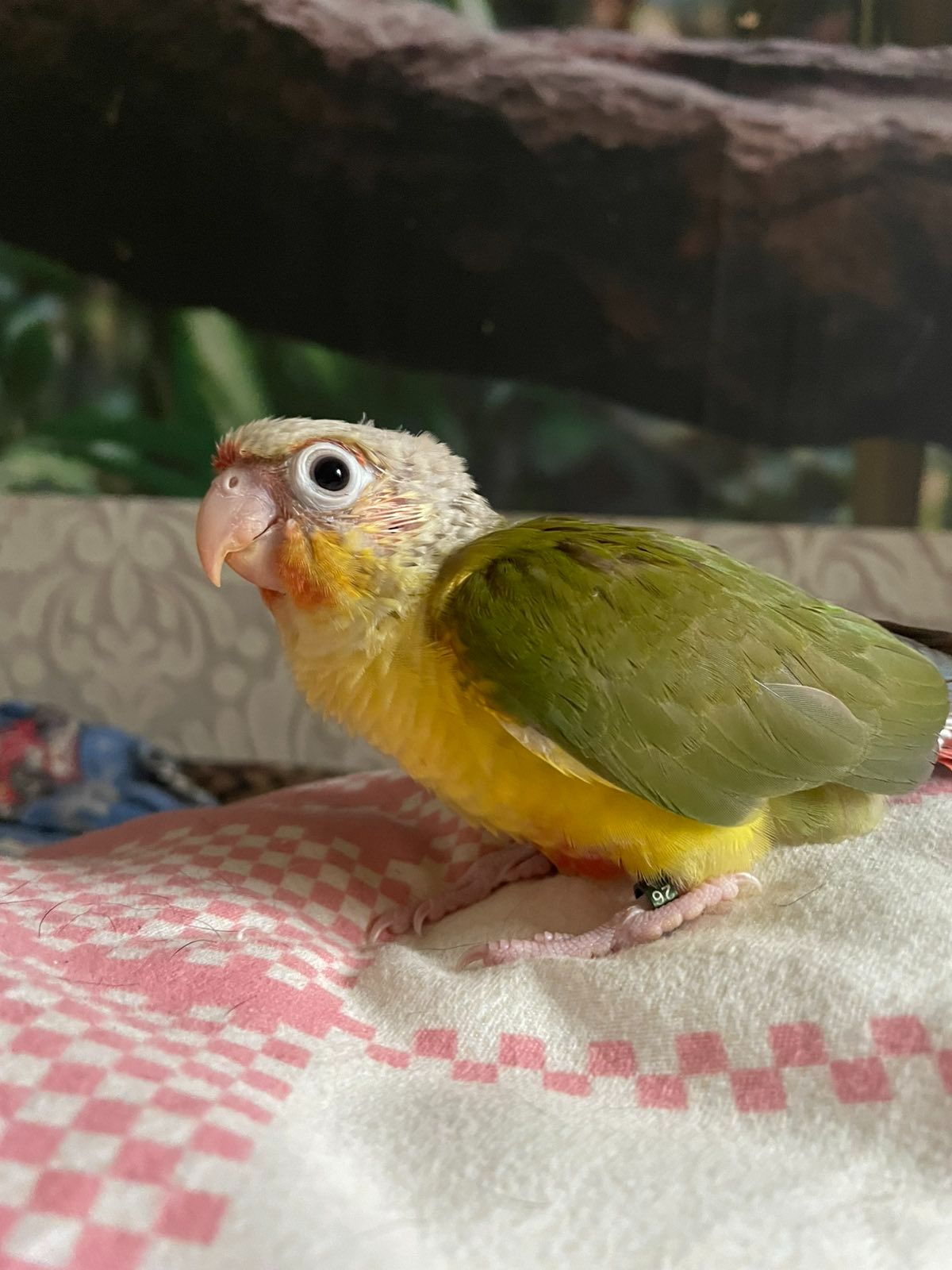 ручні піррура ананас