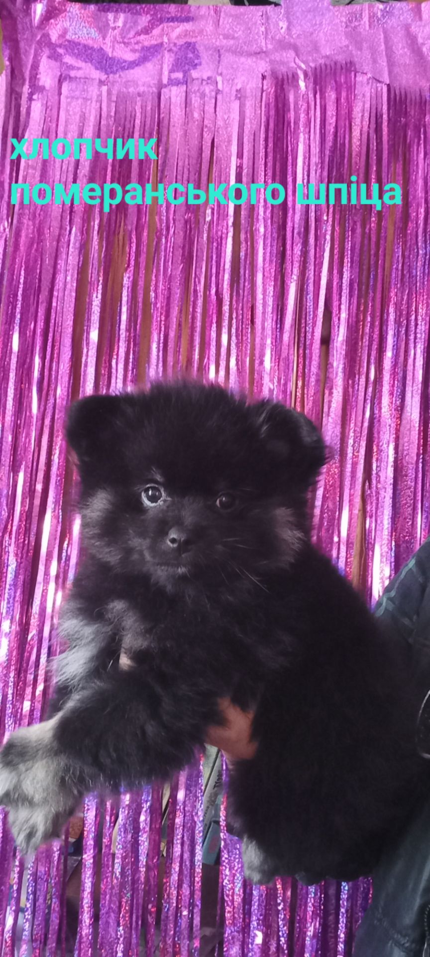 Милі цуценята померанського шпіца