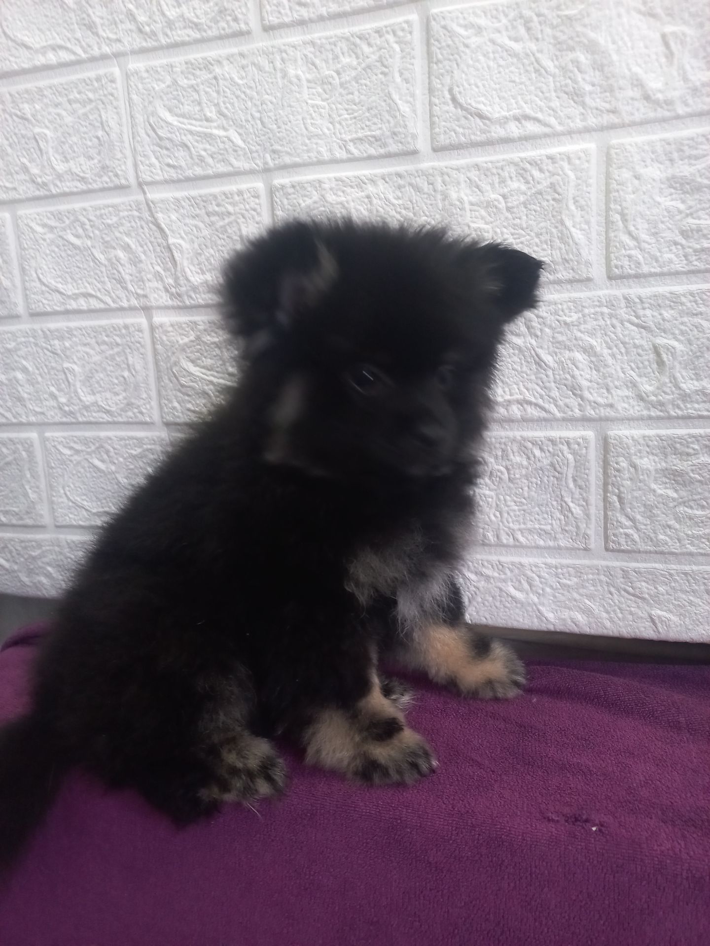 Милі цуценята померанського шпіца