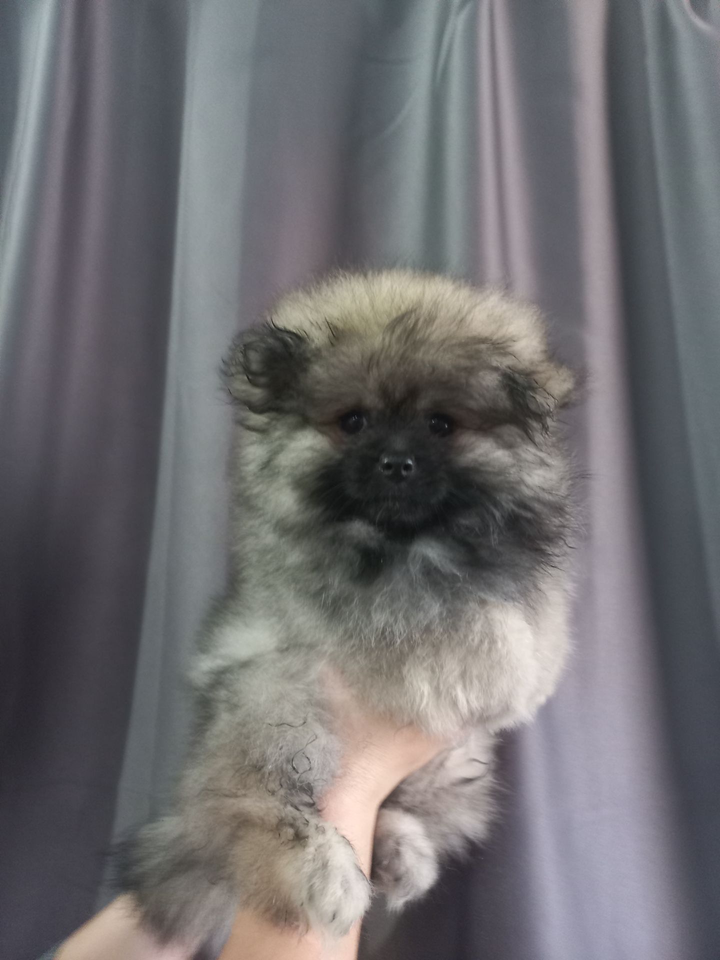 Милі цуценята померанського шпіца