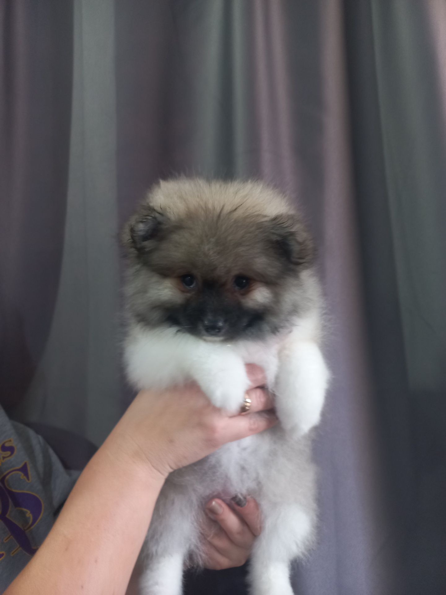 Милі цуценята померанського шпіца