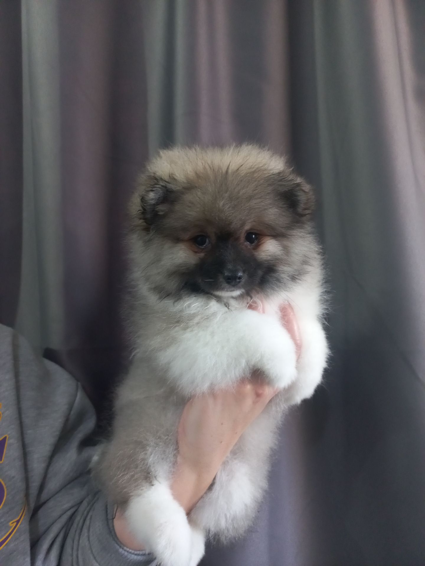 Милі цуценята померанського шпіца