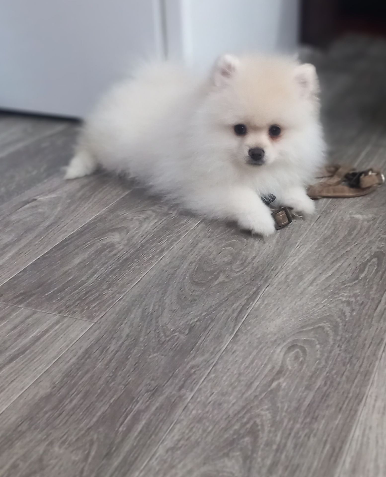 Милі цуценята померанського шпіца