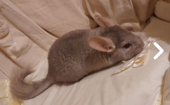 Шиншили шушики