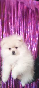 Милі цуценята померанського шпіца