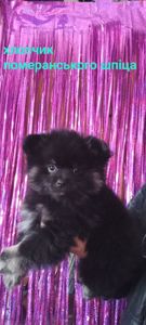 Милі цуценята померанського шпіца