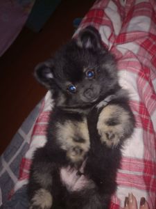 Милі цуценята померанського шпіца