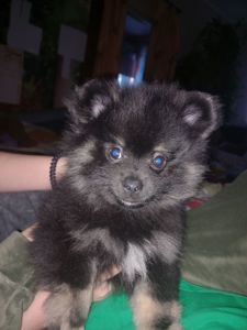 Милі цуценята померанського шпіца