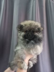 Милі цуценята померанського шпіца