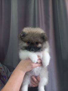 Милі цуценята померанського шпіца