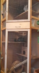 Шиншили шушики